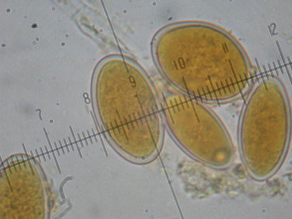 QUIZ per due funghi ... diversi